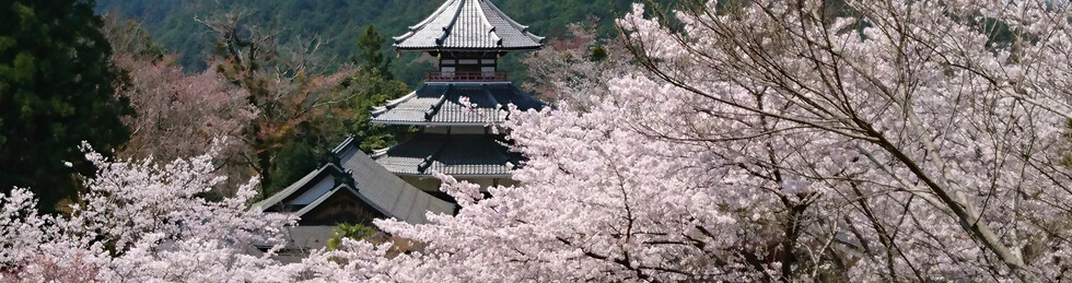世界遺産「吉野山の桜」